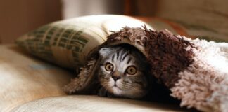 Colorful Crochet Pet Bed Pattern