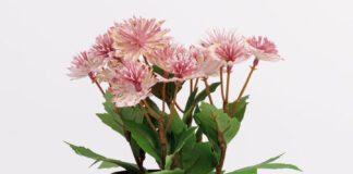 Unleashing Creativity with the Crochet Plant Cozy Pal