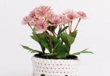 Unleashing Creativity with the Crochet Plant Cozy Pal